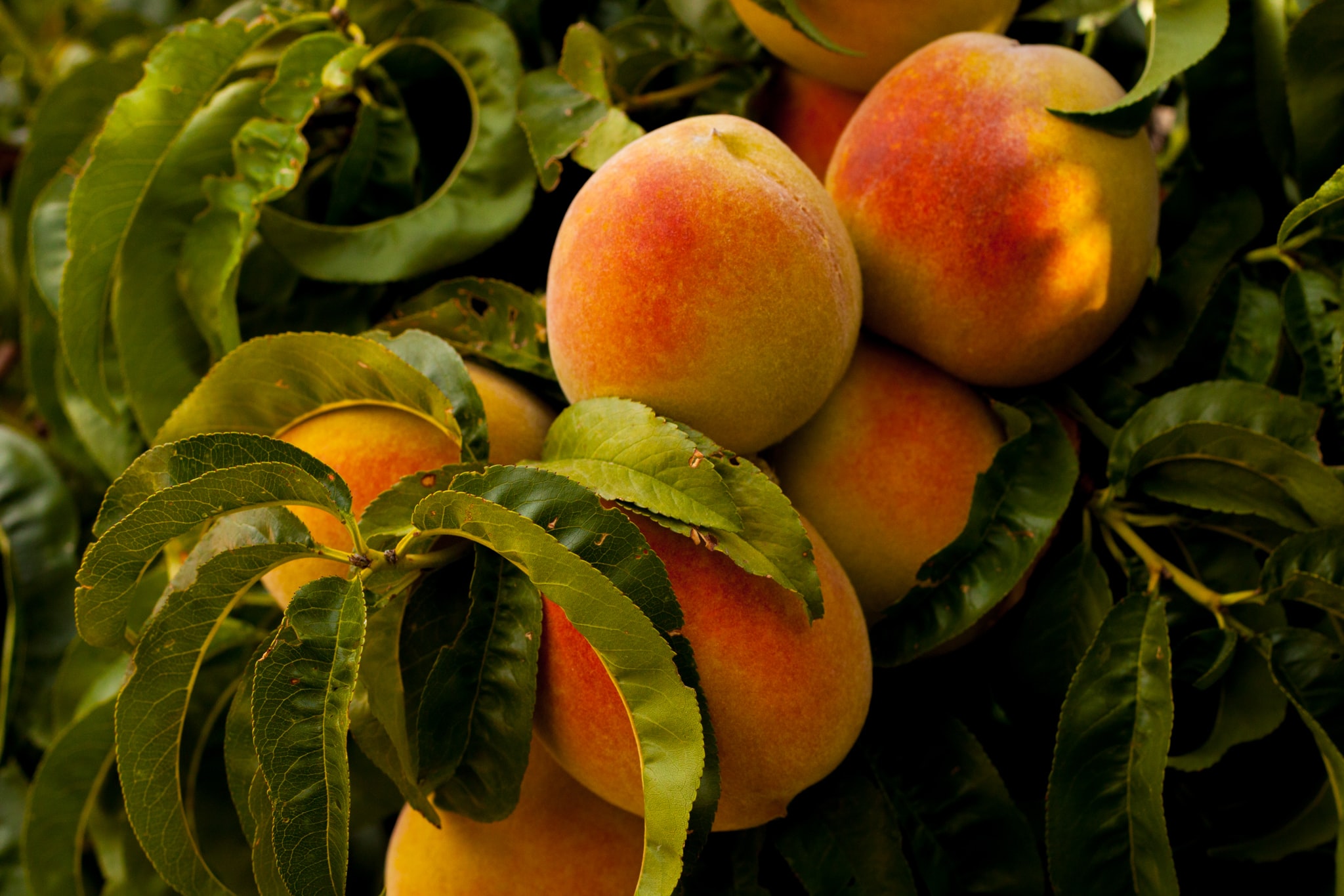 Ripe peaches on the tree
